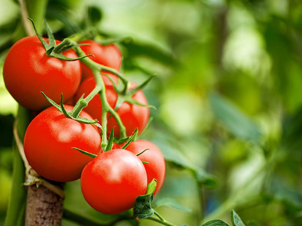 produk-tomat (2)
